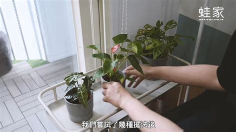 室內 觀葉植物|【分享】超簡單植栽佈置術！8款室內觀葉植物＋質感。